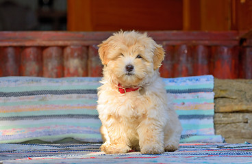 Image showing reddish havanese puppy dog