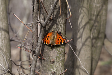 Image showing Butterfly on tree trunk in forest