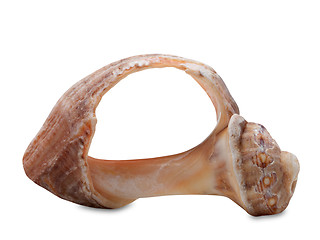 Image showing Broken rapana shell