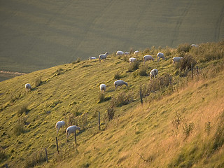 Image showing Hillside Sheep