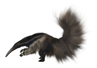 Image showing Giant Anteater