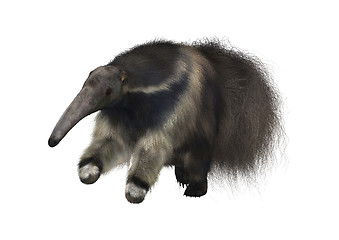 Image showing Giant Anteater