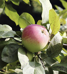 Image showing Ripe apple