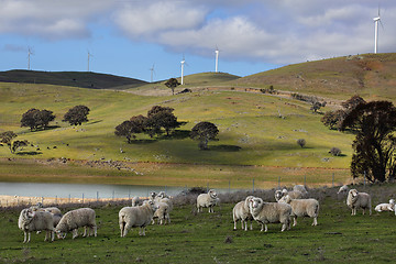 Image showing Sheep grazing at Carcoar Central West NSW