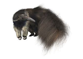 Image showing Giant Anteater