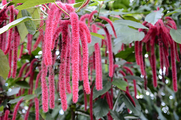 Image showing Chenille plant, flowers of Acalypha hispida