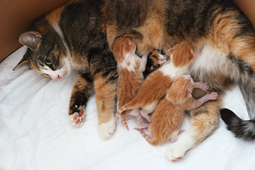 Image showing cat feeding little kittens 