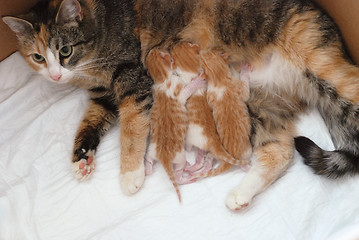 Image showing cat feeding little kittens 