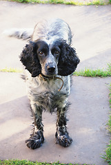 Image showing spaniel look at camera 