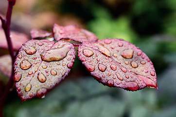 Image showing dew drops on the leaves 