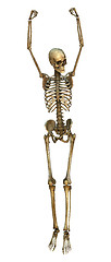 Image showing Human Skeleton