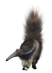 Image showing Giant Anteater