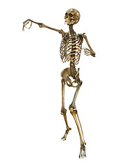 Image showing Human Skeleton