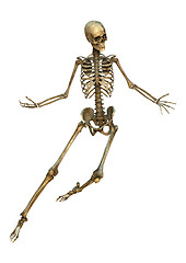 Image showing Human Skeleton