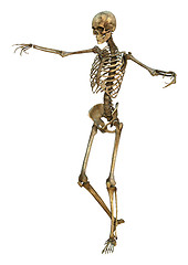 Image showing Human Skeleton