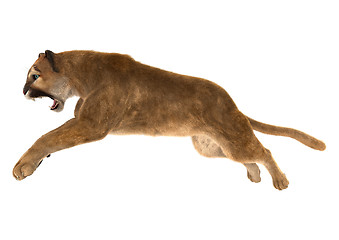 Image showing Puma