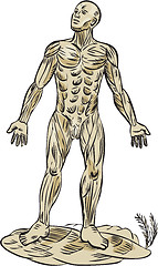 Image showing Human Muscle Anatomy Etching