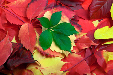 Image showing Background of multicolor autumn leaves