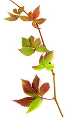 Image showing Multicolor autumnal twig of grapes leaves, parthenocissus quinqu