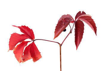 Image showing Twig of autumn grapes leaves. Parthenocissus quinquefolia foliag