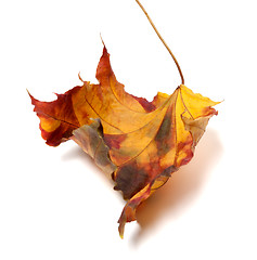 Image showing Autumn dry maple-leaf 