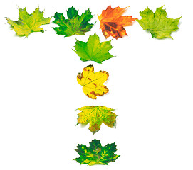Image showing Letter T composed of multicolor maple leafs