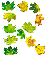 Image showing Letter R composed of multicolor maple leafs