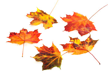 Image showing Multicolor autumn maple-leafs on white background