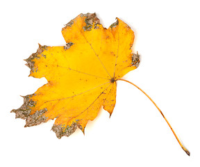 Image showing Yellow dried autumn maple-leaf on white background