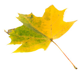 Image showing Yellowed autumn maple-leaf