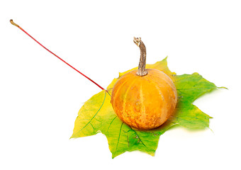 Image showing Small orange decorative pumpkin on yellowed maple leaf