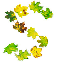 Image showing Letter S composed of multicolor maple leafs