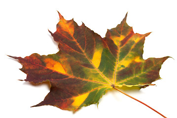 Image showing Multicolor autumnal maple-leaf