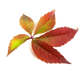 Image showing Autumn multicolor grapes leaf (Parthenocissus quinquefolia folia