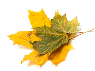 Image showing Two autumn maple leafs