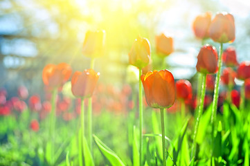 Image showing tulips 