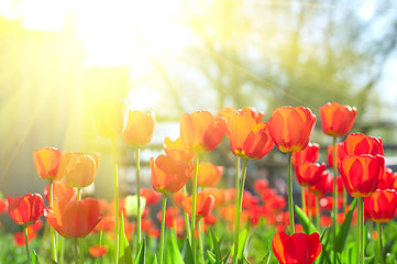 Image showing tulips 