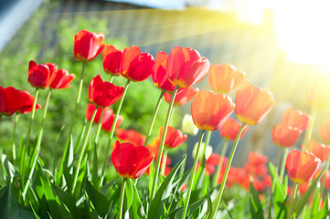 Image showing tulips 