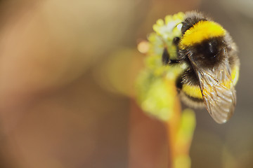 Image showing summer Bumble bee insect flower macro