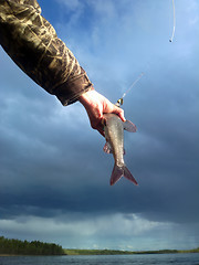 Image showing grayling fishing Northern fish