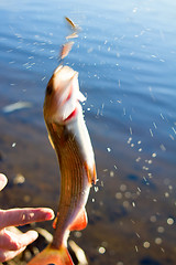 Image showing grayling fishing Northern fish