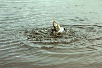 Image showing grayling caught in the river at the bait just