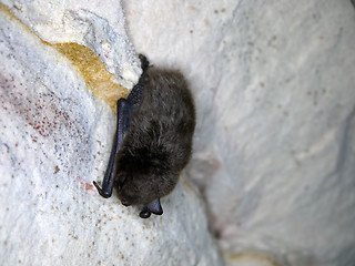 Image showing Sleeping bat  in  cave