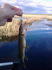 Image showing pike fishing Northern fish