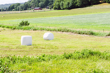 Image showing Ensilage