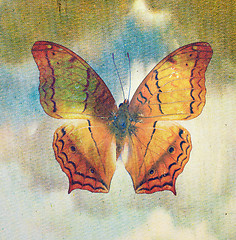 Image showing butterfly