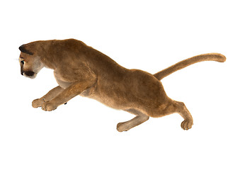 Image showing Puma