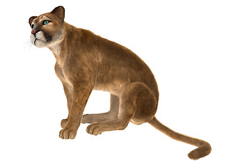 Image showing Puma