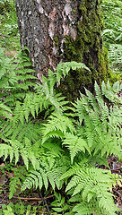 Image showing Fern and old birch trunk