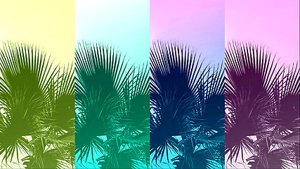 Image showing Abstract color background with palm